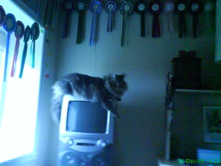 Blanding af racer Sylvester - ligger oven på mit gamle tv billede 12