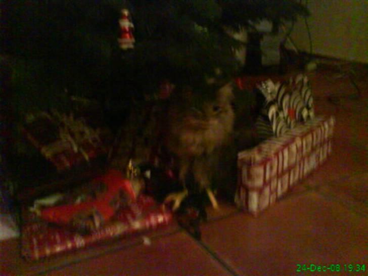 Blanding af racer Sylvester - syle ligger nede ved julegaverne under træet.. :D billede 13