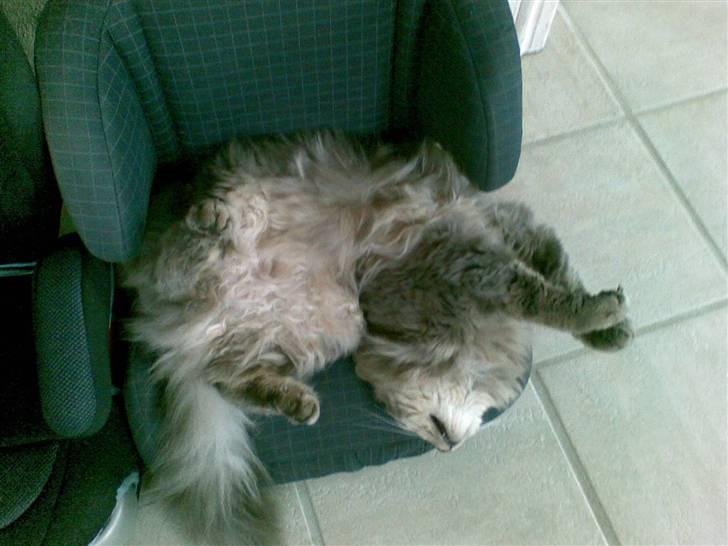 Blanding af racer Sylvester - ligger på en autostol billede 14