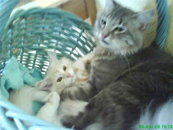 Blanding af racer Sylvester - ligger i en kurv med piv billede 15