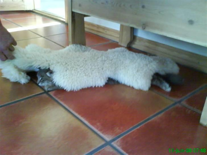 Blanding af racer Sylvester - ligger under noget lamme skind billede 16