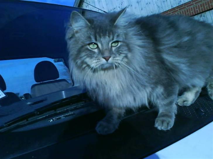 Blanding af racer Sylvester billede 17