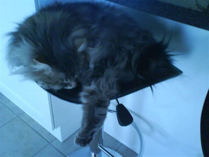 Blanding af racer Sylvester billede 18