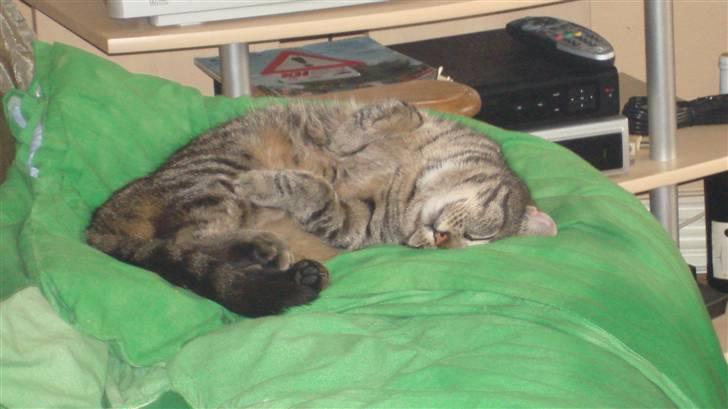 Huskat Piv - se mig er jeg ikk bare dejlig  ;) billede 1