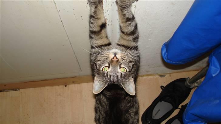 Huskat Piv - luk mig ud please billede 2