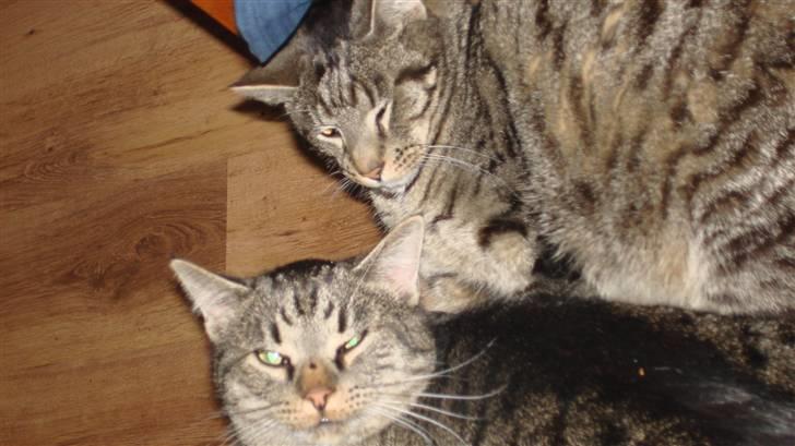 Huskat Piv - godmorgen små misser billede 3