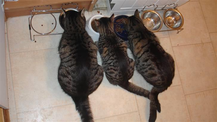 Huskat Piv - 3 på stribe Laba, bandit og piv  billede 4