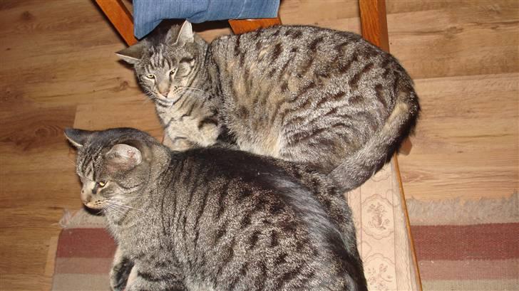 Huskat Piv - at være groggy billede 5