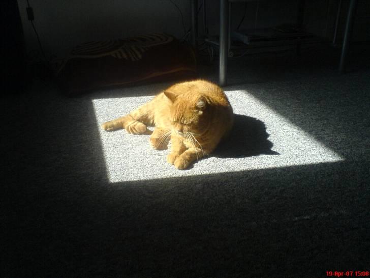 Huskat ib - elsker og ligge i solen  billede 6