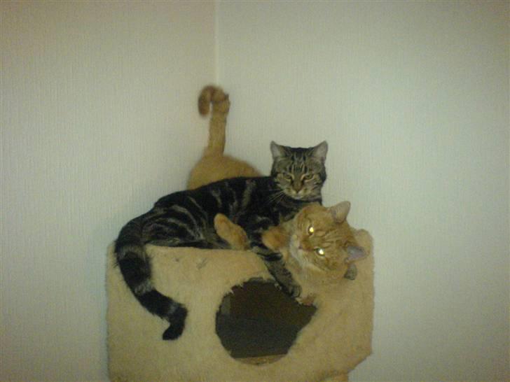 Huskat ib - hov hvad kigger du på? billede 7