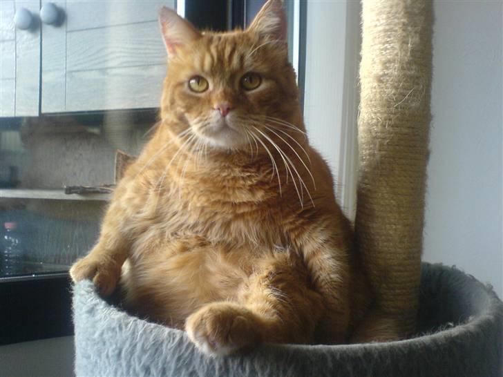 Huskat ib - hvad ? jeg sidder da bare og slapper af, noget galt i det? billede 9