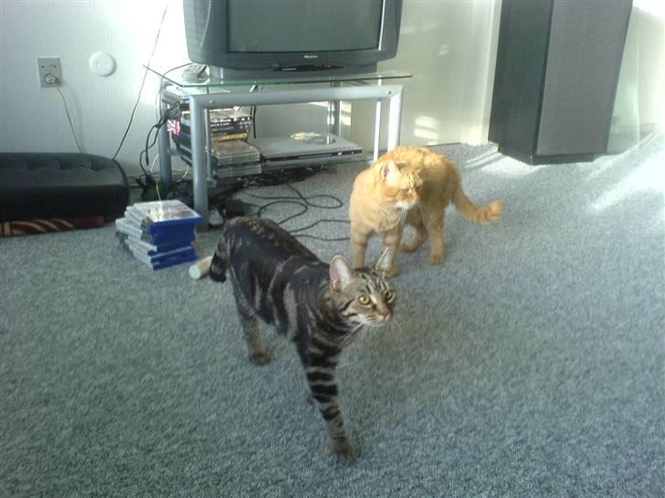 Huskat ib billede 10