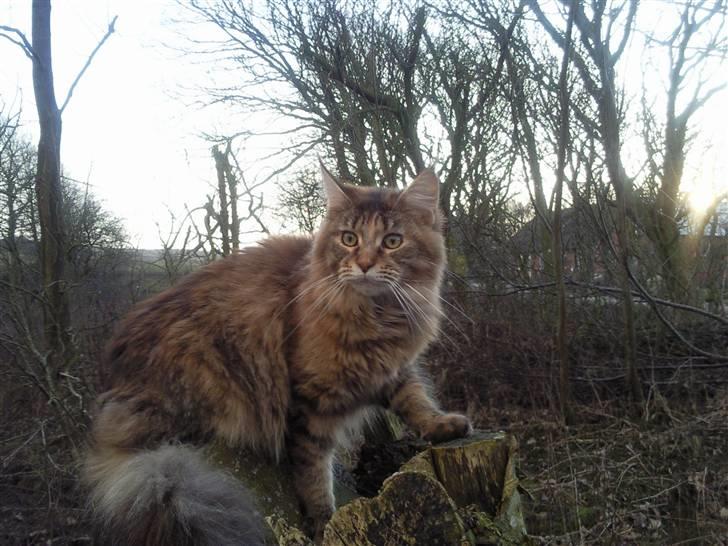 Maine Coon Ronja (DK Shanty's Clemen - Elsker at være udenfor, bare det ikke blæser for meget og døren bliver åbnet med det samme jeg vil ind billede 1