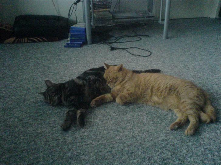 Huskat ib billede 13