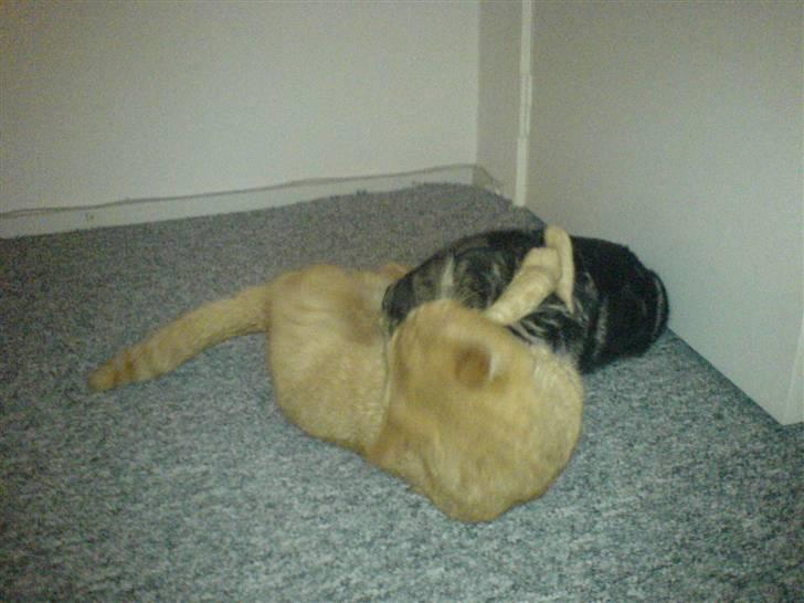 Huskat ib billede 14