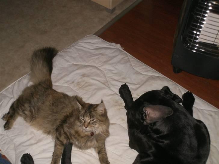 Maine Coon Ronja (DK Shanty's Clemen - det er nu hyggeligt at lege sammen..... billede 2