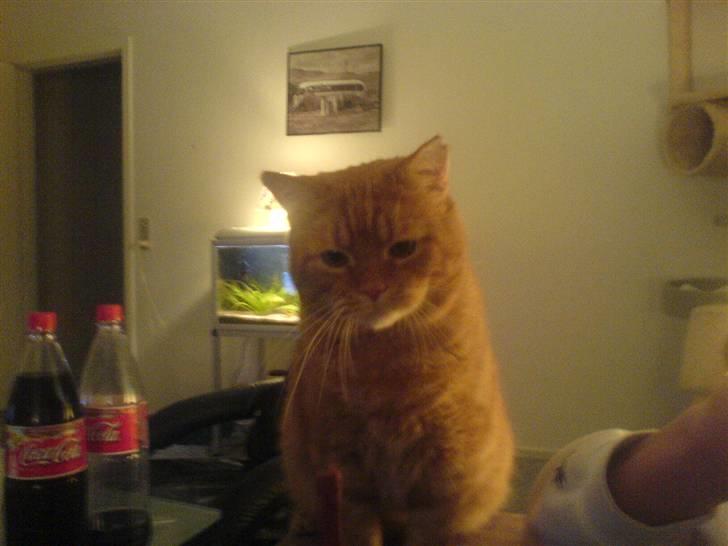 Huskat ib billede 15