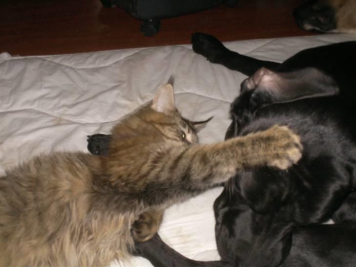 Maine Coon Ronja (DK Shanty's Clemen - meeen ikke for voldsom, så får du klaps billede 3