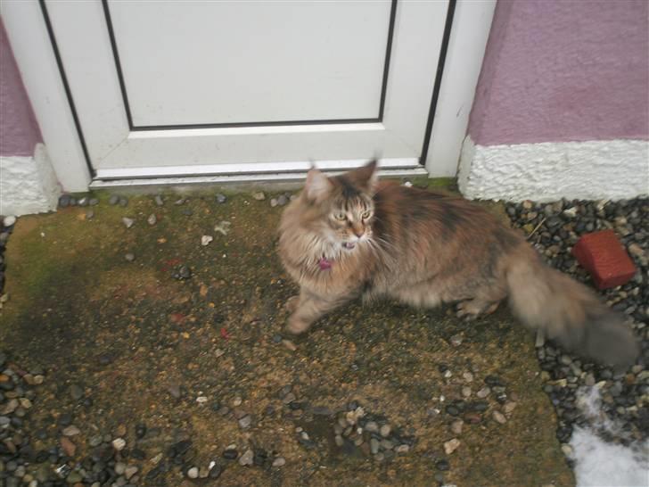 Maine Coon Ronja (DK Shanty's Clemen - På opdagelse udenfor billede 4