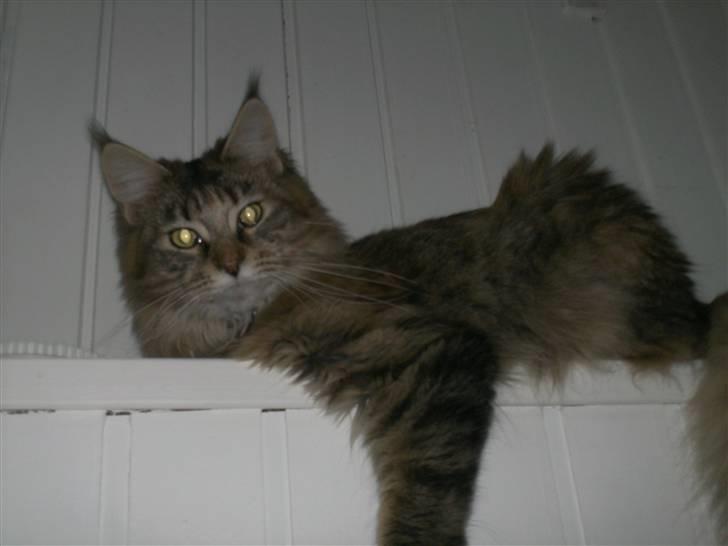 Maine Coon Ronja (DK Shanty's Clemen - Jeg har et godt overblik, når jeg ligger her ved trappen billede 5