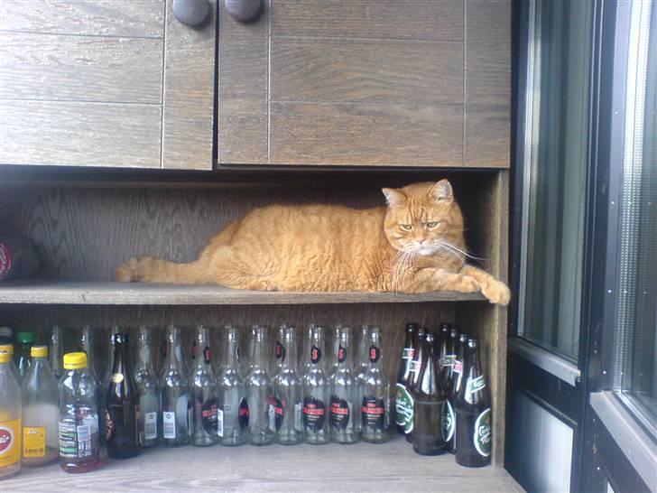 Huskat ib - altid godt med lidt og drikke på en varm sommerdag hvor man er alene hjemme billede 16