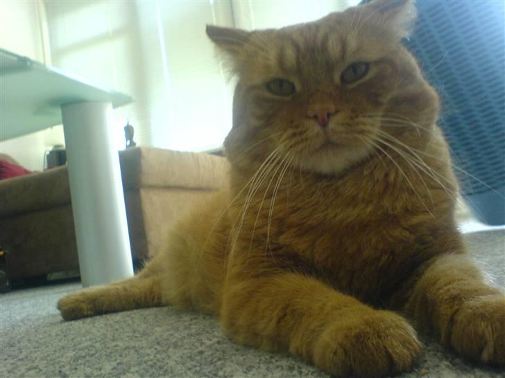 Huskat ib billede 17