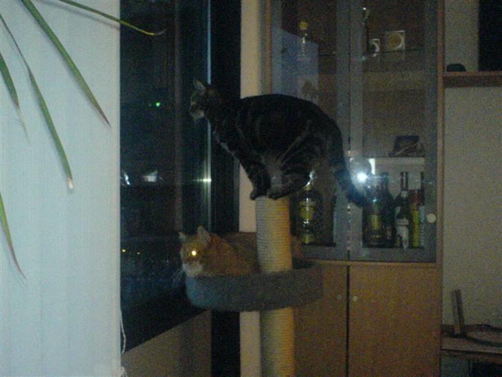 Huskat ib billede 18