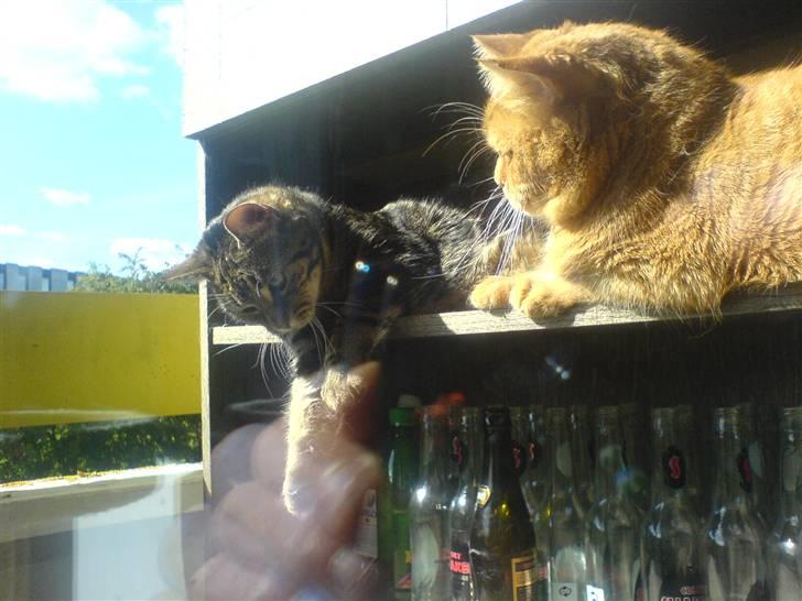 Huskat ib - nu skal jeg ikke have mere billede 19