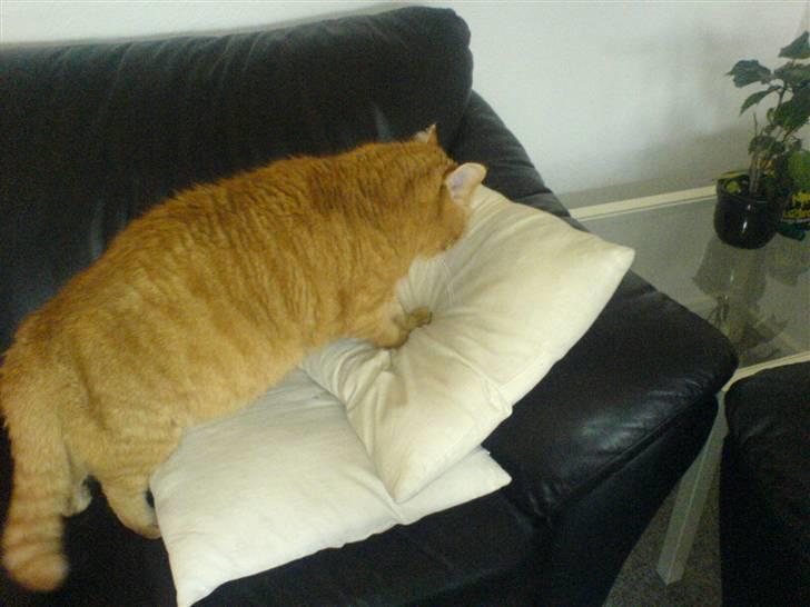 Huskat ib billede 20