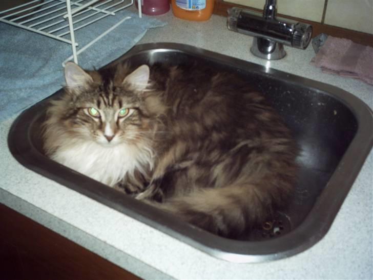 Norsk Skovkat NorwegianWood Sebastian billede 8