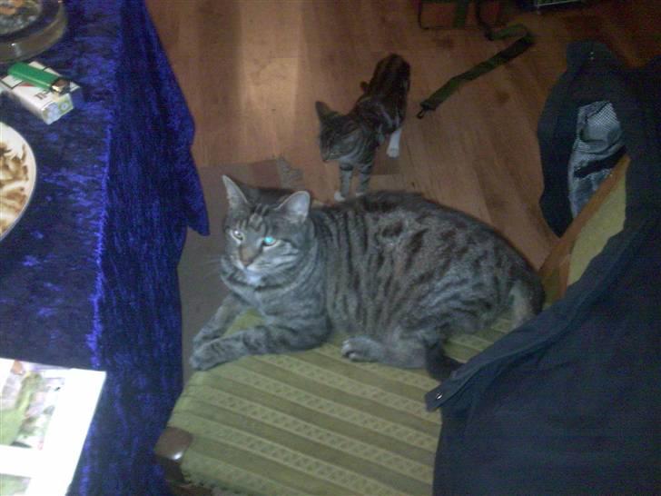 Huskat Piv billede 6