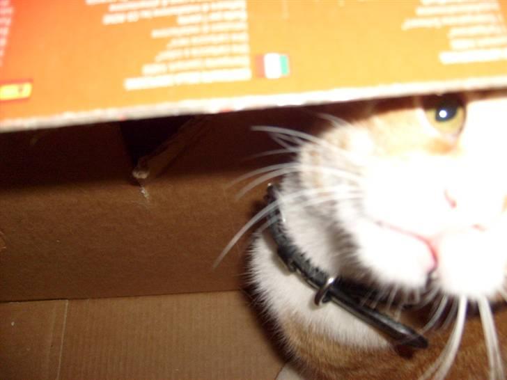 Huskat Rollo billede 17