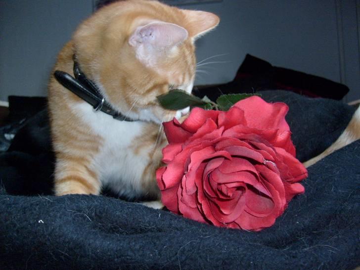 Huskat Rollo billede 18