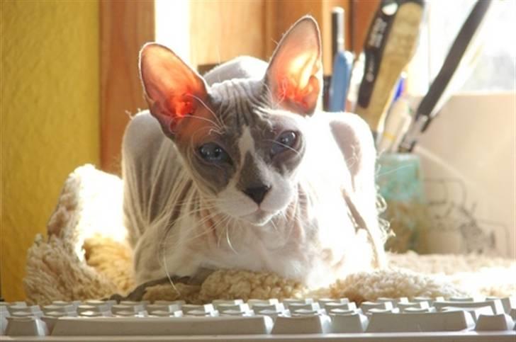 Don Sphynx AbrakadabraMidtnight Star - Ikke gå på tastaturet!! billede 7