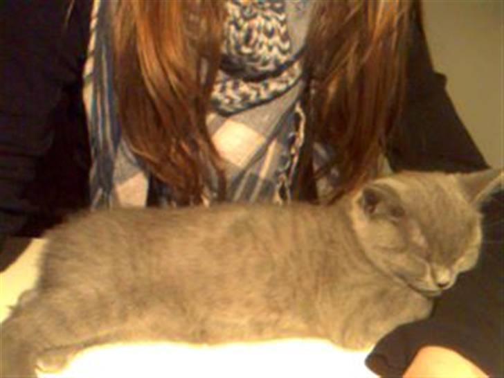 British Shorthair Mille billede 20