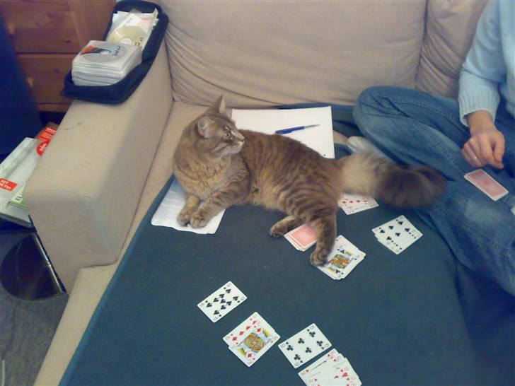 Maine Coon Julius Aflivet - julius spiller 500 billede 11