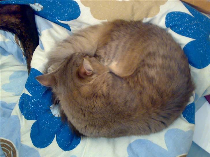 Maine Coon Julius Aflivet - ja jeg tager mig lige en lur til :) billede 12