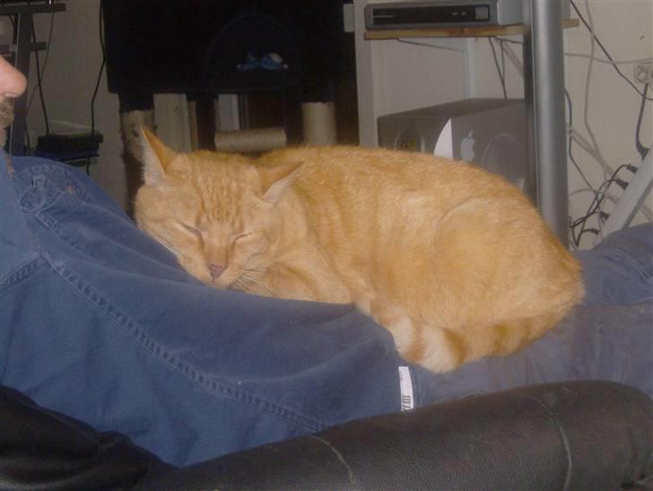 Huskat Simba - slappe lige af hos far... billede 9