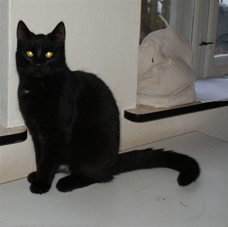 Blanding af racer Dolph - d.27-02-09 billede 7