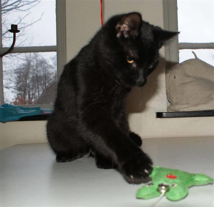 Blanding af racer Dolph - d.27-02-09 billede 9