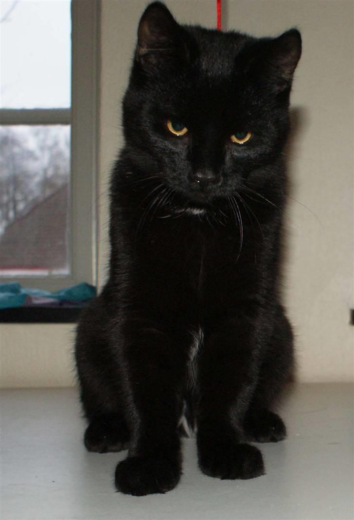 Blanding af racer Dolph - d.27-02-09 billede 10