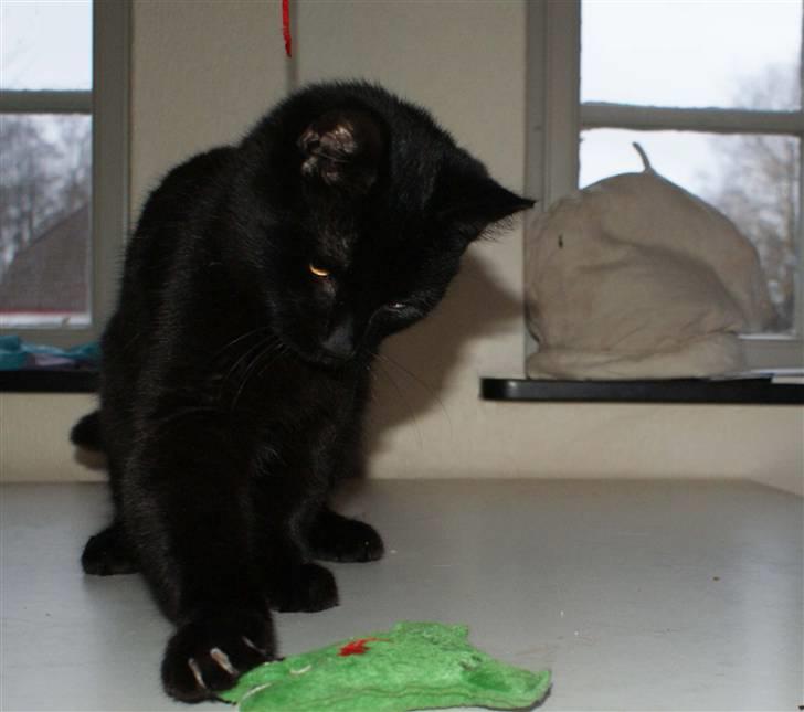 Blanding af racer Dolph - d.27-02-09 billede 11