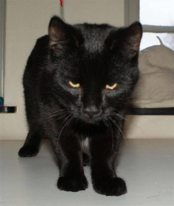 Blanding af racer Dolph - d.27-02-09 billede 12