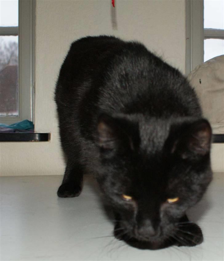 Blanding af racer Dolph - d.27-02-09 billede 13