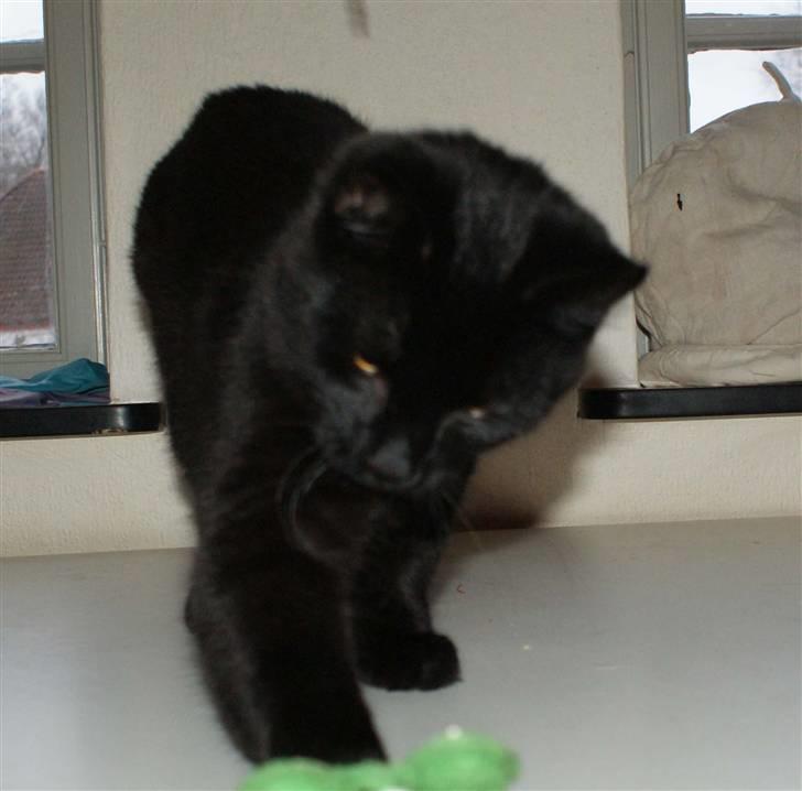 Blanding af racer Dolph - d.27-02-09 billede 14