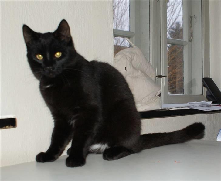 Blanding af racer Dolph - d.27-02-09 billede 15