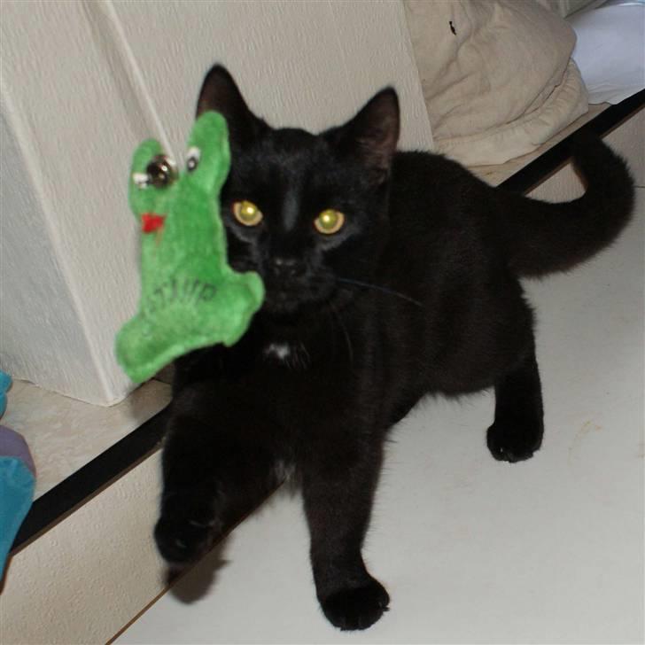 Blanding af racer Dolph - d.27-02-09 billede 16