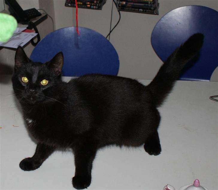 Blanding af racer Dolph - d.27-02-09 billede 17