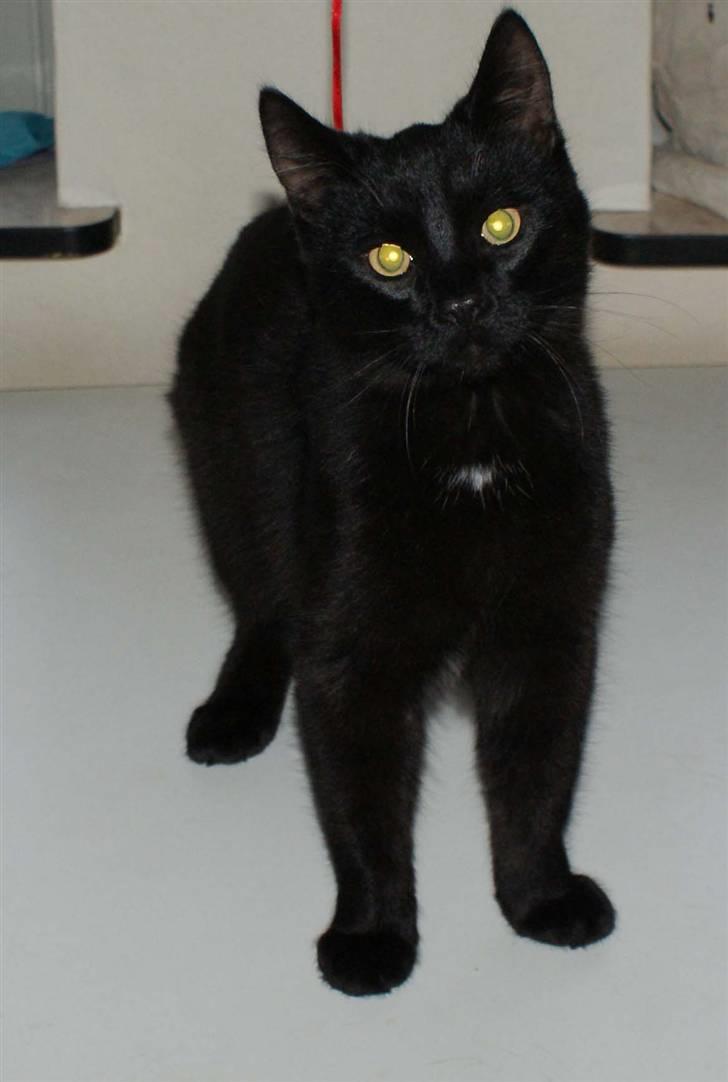 Blanding af racer Dolph - d.27-02-09 billede 18