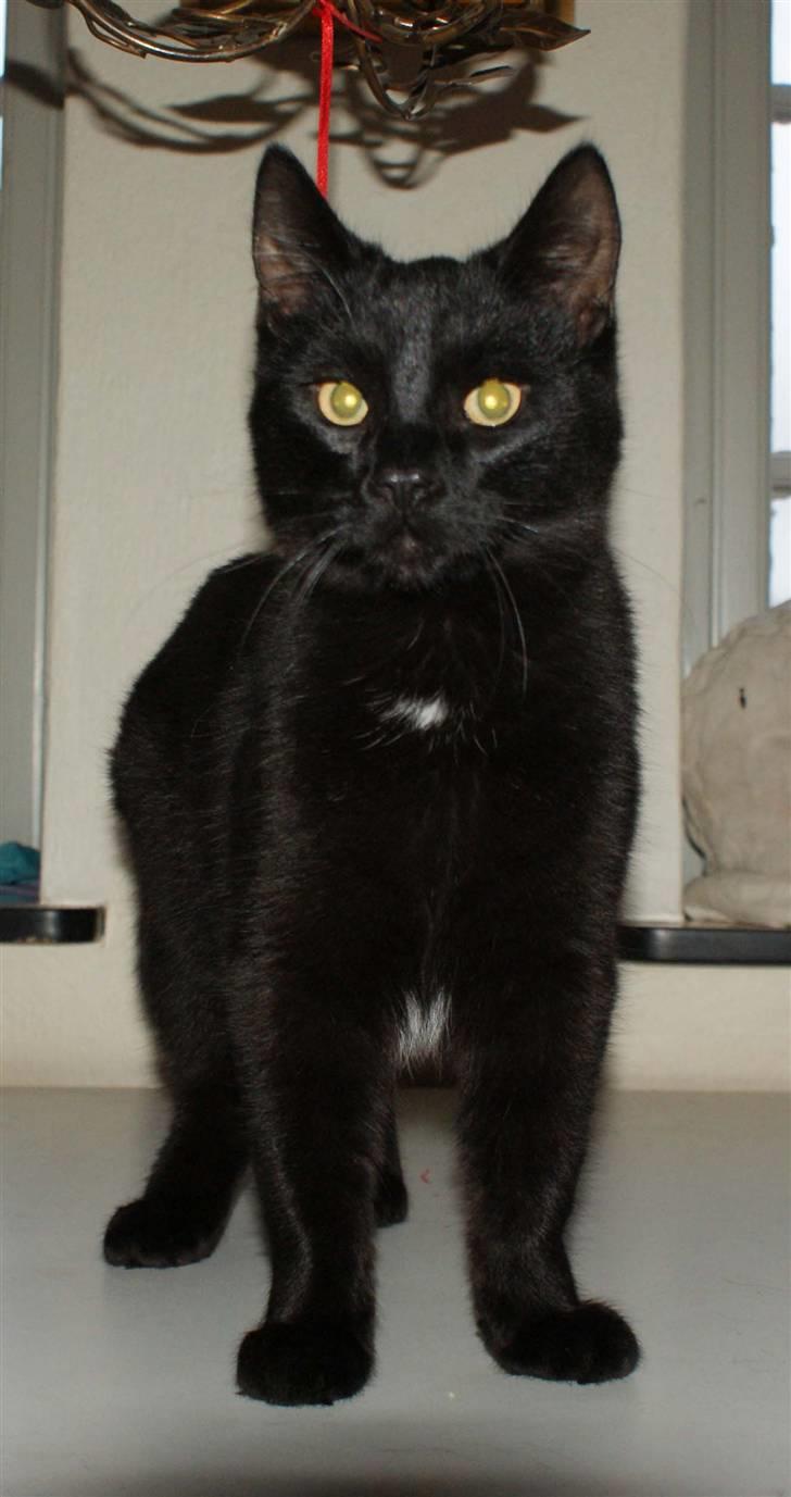 Blanding af racer Dolph - d.27-02-09 billede 19